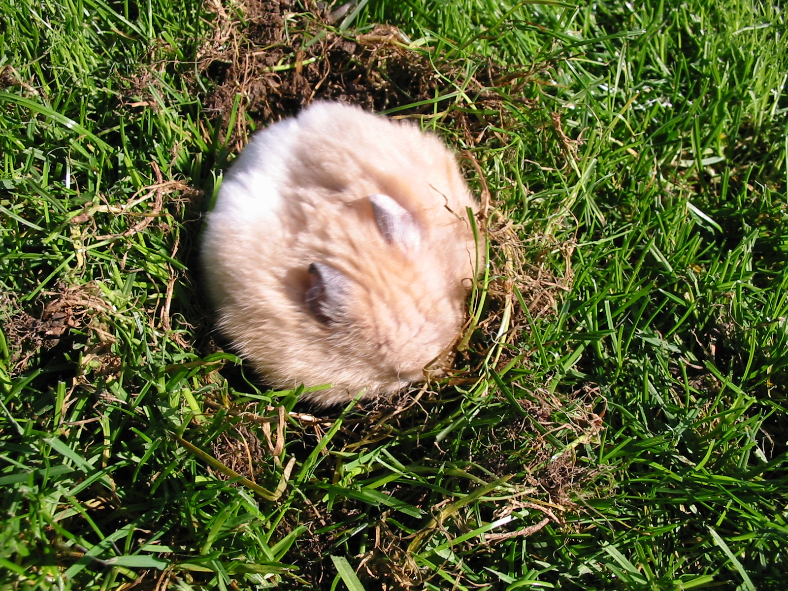 160-6099_IMG.JPG