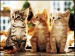 felinefriends_215.jpeg